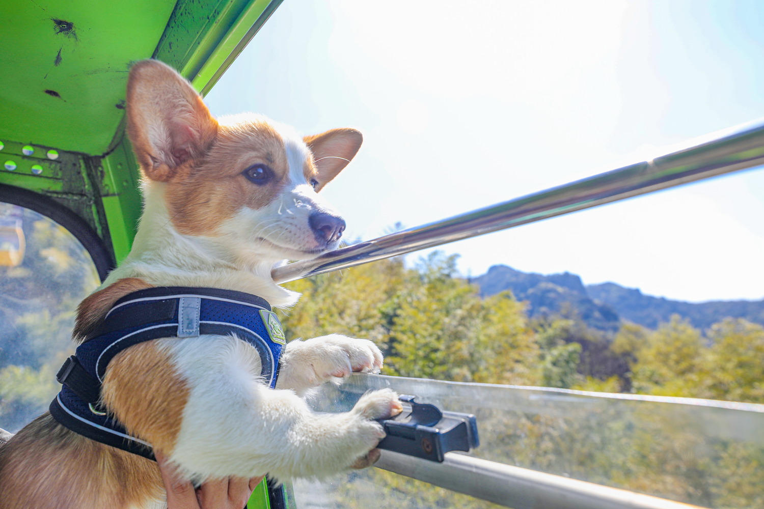 馬仁奇峰第一屆萌犬登山節(jié)，有狗狗的游客有福啦！